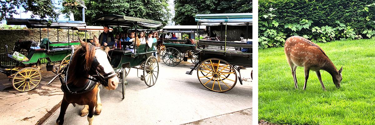 Deportes, Spiderman, un desfile y un ciervo en Killarney 3 Grupo Killarney 2023