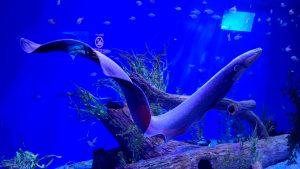 '24 Toronto 4 - Campeones, campeones OE OE OEEE!! 11