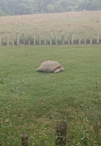 '24 Valle del Loira 5 - Reserva zoológica, paintball y último castillo. 2